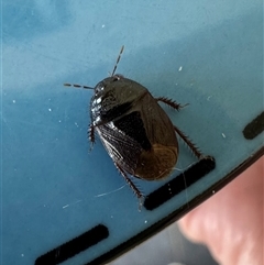 Adrisa sp. (genus) (Burrowing Bug) at Murrumbateman, NSW - 8 Nov 2024 by SimoneC