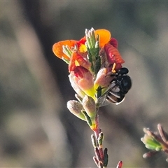 Ogcodes basalis (A hunch-back fly) at Bungendore, NSW - 8 Nov 2024 by clarehoneydove