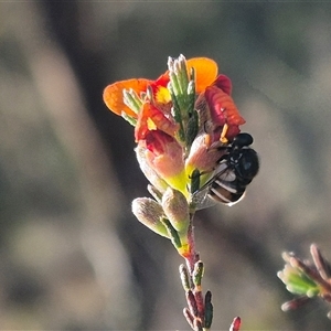 Ogcodes basalis at Bungendore, NSW - suppressed