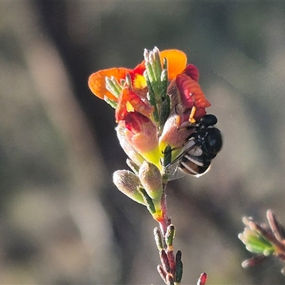 Ogcodes basalis (A hunch-back fly) at Bungendore, NSW - 8 Nov 2024 by clarehoneydove