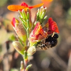 Ogcodes basalis at Bungendore, NSW - suppressed