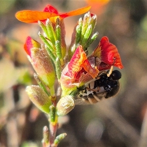 Ogcodes basalis at Bungendore, NSW - suppressed