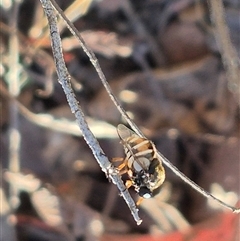 Ogcodes basalis at Bungendore, NSW - suppressed