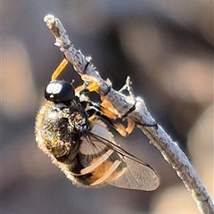 Ogcodes basalis at Bungendore, NSW - suppressed