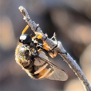 Ogcodes basalis at Bungendore, NSW - suppressed