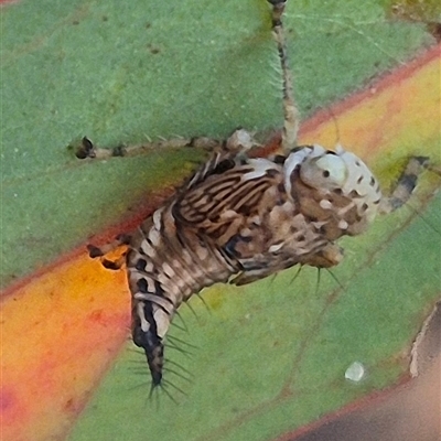 Brunotartessus fulvus (Yellow-headed Leafhopper) at Bungendore, NSW - 8 Nov 2024 by clarehoneydove