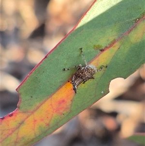 Brunotartessus fulvus at Bungendore, NSW - 8 Nov 2024