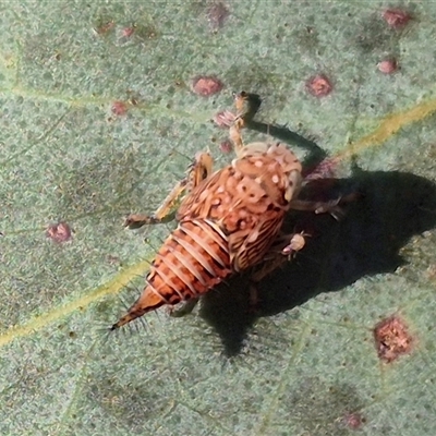 Tartessini sp. (tribe) (A leafhopper) at Bungendore, NSW - 8 Nov 2024 by clarehoneydove