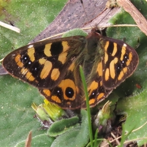 Argynnina cyrila at Mount Clear, ACT - 8 Nov 2024