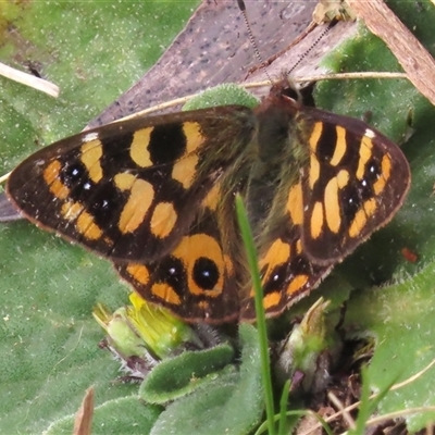 Argynnina cyrila (Forest Brown, Cyril's Brown) at Mount Clear, ACT - 8 Nov 2024 by JohnBundock