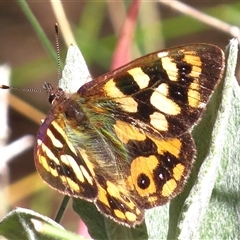 Argynnina cyrila (Forest Brown, Cyril's Brown) at Mount Clear, ACT - 8 Nov 2024 by JohnBundock