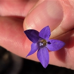 Wahlenbergia capillaris (Tufted Bluebell) at Bungendore, NSW - 8 Nov 2024 by clarehoneydove