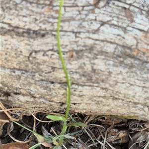 Wahlenbergia capillaris at Bungendore, NSW - 8 Nov 2024