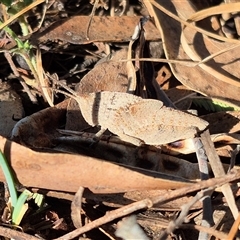 Goniaea australasiae (Gumleaf grasshopper) at Bungendore, NSW - 8 Nov 2024 by clarehoneydove