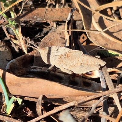 Goniaea australasiae (Gumleaf grasshopper) at Bungendore, NSW - 8 Nov 2024 by clarehoneydove