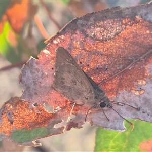 Trapezites phigalia at Bungendore, NSW - suppressed