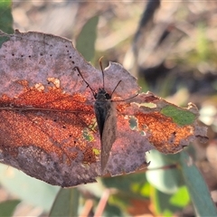 Trapezites phigalia at Bungendore, NSW - suppressed