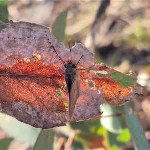 Trapezites phigalia at Bungendore, NSW - suppressed