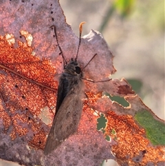 Trapezites phigalia at Bungendore, NSW - suppressed