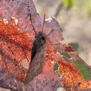 Trapezites phigalia at Bungendore, NSW - suppressed