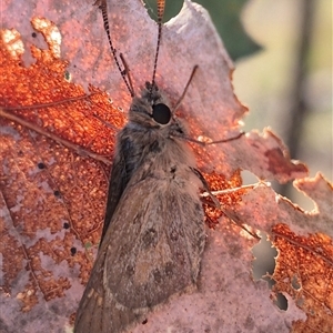 Trapezites phigalia at Bungendore, NSW - suppressed