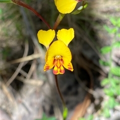 Diuris semilunulata (Late Leopard Orchid) at Tharwa, ACT - 8 Nov 2024 by AshBP830