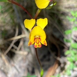 Diuris semilunulata at Tharwa, ACT - suppressed