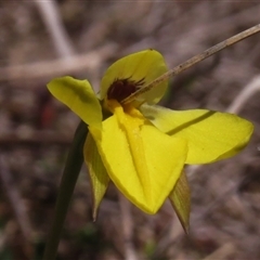 Diuris subalpina (Small Snake Orchid) at Mount Clear, ACT - 8 Nov 2024 by JohnBundock