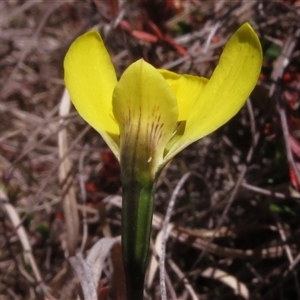 Diuris subalpina at Mount Clear, ACT - 8 Nov 2024