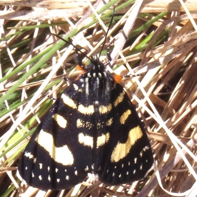 Phalaenoides tristifica (Willow-herb Day-moth) at Mount Clear, ACT - 8 Nov 2024 by JohnBundock