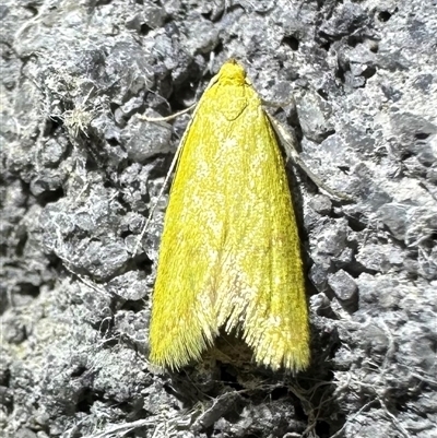 Aeolothapsa malacella (A Concealer moth) at Ainslie, ACT - 3 Nov 2024 by Pirom