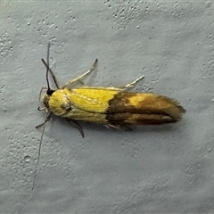 Stathmopoda crocophanes (Yellow Stathmopoda Moth) at Ainslie, ACT - 6 Nov 2024 by Pirom