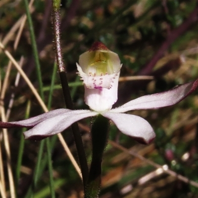 Caladenia moschata (Musky Caps) at Mount Clear, ACT - 8 Nov 2024 by JohnBundock