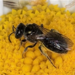 Lasioglossum (Homalictus) sphecodoides (Furrow Bee) at Evatt, ACT - 5 Nov 2024 by kasiaaus