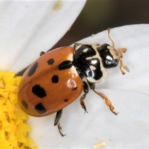 Hippodamia variegata at Evatt, ACT - 6 Nov 2024