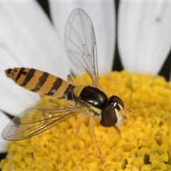 Sphaerophoria macrogaster (Hover Fly) at Evatt, ACT - 6 Nov 2024 by kasiaaus