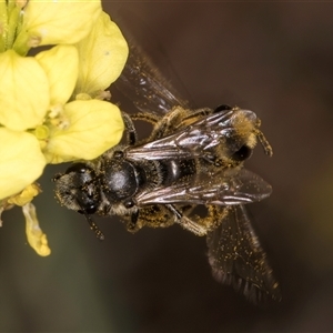 Lasioglossum (Chilalictus) sp. (genus & subgenus) at McKellar, ACT - 6 Nov 2024