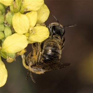 Lasioglossum (Chilalictus) sp. (genus & subgenus) at McKellar, ACT - 6 Nov 2024 08:37 AM