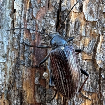 Homotrysis scutellaris (Darkling beetle) at Ainslie, ACT - 8 Nov 2024 by Pirom