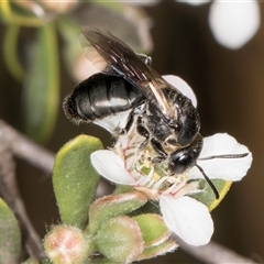 Euryglossa sp. (genus) (A native bee) at McKellar, ACT - 6 Nov 2024 by kasiaaus