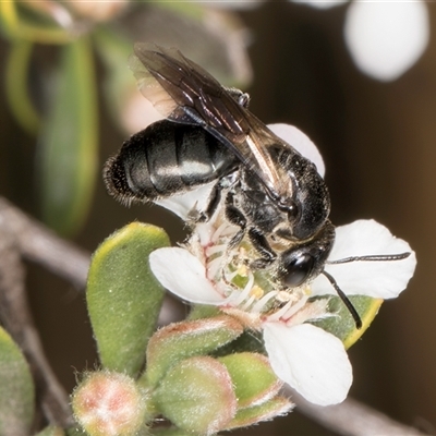 Euryglossa sp. (genus) (A native bee) at McKellar, ACT - 6 Nov 2024 by kasiaaus