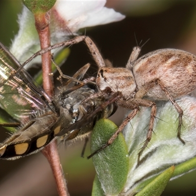 Oxyopes sp. (genus) (Lynx spider) at McKellar, ACT - 5 Nov 2024 by kasiaaus