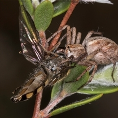 Oxyopes sp. (genus) at McKellar, ACT - 6 Nov 2024