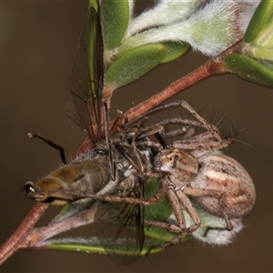 Oxyopes sp. (genus) at McKellar, ACT - 6 Nov 2024