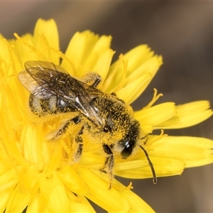 Lasioglossum (Chilalictus) lanarium at Evatt, ACT - 6 Nov 2024