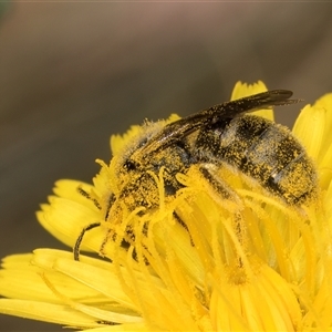 Lasioglossum (Chilalictus) lanarium at Evatt, ACT - 6 Nov 2024