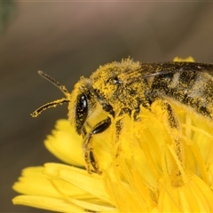 Lasioglossum (Chilalictus) lanarium at Evatt, ACT - 6 Nov 2024