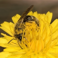 Lasioglossum (Chilalictus) lanarium at Evatt, ACT - 6 Nov 2024