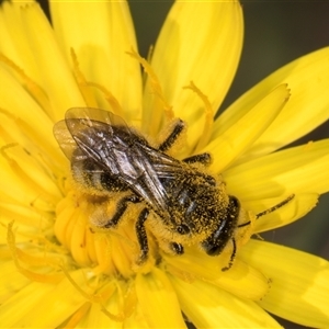 Lasioglossum (Chilalictus) lanarium at Evatt, ACT - 6 Nov 2024