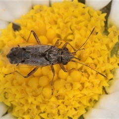 Nysius sp. (genus) (Seed bug) at Evatt, ACT - 5 Nov 2024 by kasiaaus